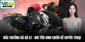 Đá gà C1