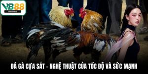 Đá gà cựa sắt